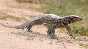 A total of 73 species are currently recognized; Man Held For Killing Indian Monitor Lizard Democratic Accent