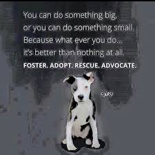 Foster Adopt Rescue Donate Advocate You Can Do Something No Matter How Big Or Small It Does Make A Differen Rescue Quotes Animal Shelter Animal Rescue