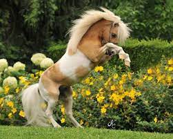 The falabellas, with generations of selective breeding, can survive in severe weather conditions, and sometimes even better than their taller counterparts. 81 Falabella Horses Ideen Miniaturpferde Pferde Schone Pferde