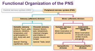 Pin On Your Sensory Baby