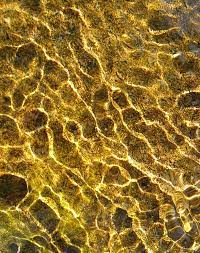 Towards this end, we formed a conservation & aesthetics committee to work on these issues. Gold Water Http Www Karatbars Com Landing S Ewise10 Gold Water Going For Gold Stay Gold