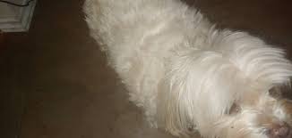 King and mila unbox dr. Dr Marty Freeze Dried Small Dog Food 16 Oz Entirelypets