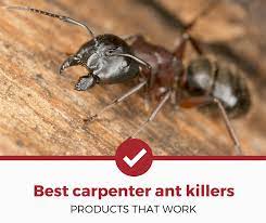 Our professional exterminators provide pest control services in upstate new york and vermont. Top 5 Best Carpenter Ant Killers Reviewed 2021 Edition Pest Strategies