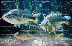 Maybe you would like to learn more about one of these? Amazon Com 8 Large Mouth Bass Fish Birthday Edible Cake Cupcake Topper D7955 Grocery Gourmet Food