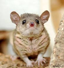 In a lot of ways, a pet like a cat or a dog is very much like a child because responsible owners care for their pets and make su. Opossum List Of Small Pets Small Pets Pets