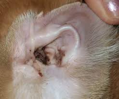 Image result for what do otodectes cynotis look like in dog fur