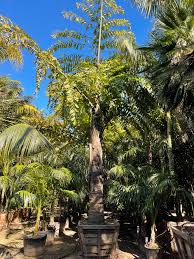 Image result for Caryota