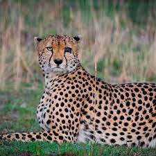 One Of My Favorite Cheetahs In Masai Mara Kisaru The One Eyed Cheetah It S Amazing How He Manages To Survive Despite His Disabil Wild Cats Cheetahs Big Cats