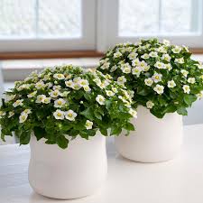 Image result for Exacum