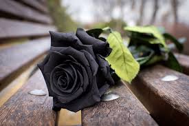 Maybe you would like to learn more about one of these? Pictures Roses Black Flowers Bench Closeup Wood Planks