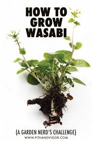 In its natural habitat you will find wasabi growing on the shaded wet banks of cold mountain streams. How To Grow Wasabi A Garden Nerd S Challenge Pith Vigor By Rochelle Greayer