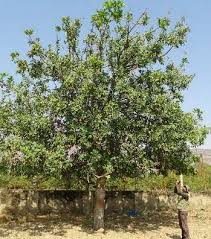 Image result for Gutenbergia trifolia