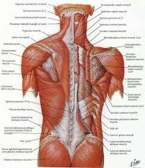 The latissimus dorsi originates from the nerve supply: Image Result For Back Muscles Diagram Human Muscle Anatomy Muscle Diagram Lower Back Anatomy