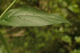Image result for Afrocanthium mundianum