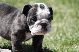 Try contacting colorado dog rescue groups that help all breeds. Price Reduced Akc English Bulldog Puppies 2 Girls Black White For Sale In Colorado Springs Colorado Classified Americanlisted Com