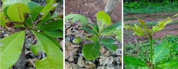 Laetiporus sulphureus causes brown rot in. Pest Disease Management