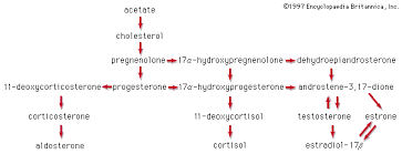 steroid biosynthesis and metabolism of steroids britannica