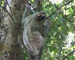10 amazing animals living in the tropical rainforest (with photos). Tropical Rainforest Animal Life Ask A Biologist