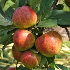 Learn to listen to your fruit trees! Stark S Earliest Apple Tree Malus Domestica Buy Online