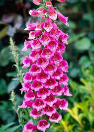 Foxy Foxglove Digitalis Purpurea Foxy Blooms Reliably From Seed Its First Year With 2 To 3 Foot Tall Spikes O Plants Planting Flowers Flowers Perennials