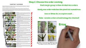 Image result for Sladeniaceae