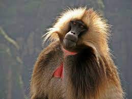 The Gelada Unique Primate From The Roof Of Africa Primates Weird Animals Animals