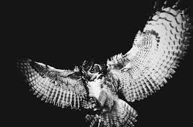 Burung kena langgar kereta apa yang perlu buat. So Berapa Saka Aku Aku Terserempak Semalam Dianiaya Bekas Teman Lelaki Dengan Saka Viral Purba