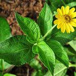 Image result for Aspilia africana