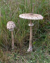 Check spelling or type a new query. Macrolepiota Procera Wikipedia