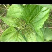 13 manfaat daun sirih hijau sirih merah untuk kesehatan tubuh khasiat dan manfaat daun sirih bibitbunga com Daun Balakacida Batang Balakacida Obat Herbal Shopee Indonesia