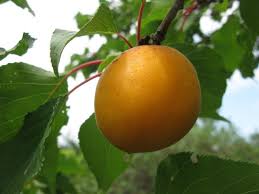 So do many other fruits, such as apricots, cherries, lemons, limes, coconuts, grapefruits, mangoes, nectarines, peaches. Casino Apricot Pollinator Peatix