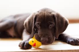How many puppies do labradors normally have? How To Prepare For A Labrador Retriever Puppy Dog Ownership Wag