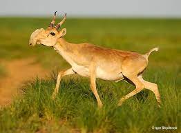 Get a list of animal names just by a single click. Random Animal Facts On Twitter The Saiga Antelope Has A Strange Nose That Looks Like A Proboscis Http T Co 1trrysqpr7