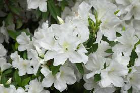 Girard S Pleasant White Evergreen Azalea Monrovia Girard S Pleasant White Evergreen Azalea Azaleas Partial Shade Plants Blooming Plants