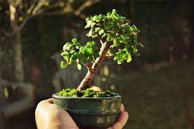 Pin On Bonsai