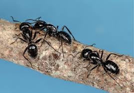 If you are a person or business who performs pest control for hire including, but not limited to, advertising, soliciting or operating as a pest control business, you must possess a pest control business license. You Found The Best Candidate For The Job Are You Sure About That Pct Pest Control Technology
