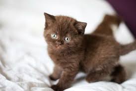 Rare Chocolate British Shorthair Kitten I Love This Kitten Hayvanlar Yavru Kediler Ve Kedi