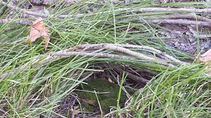 Twig Fairy Houses At The Commons Long Grass Tree Trunks Leaves And Moss Tiny Sticks Fairy Houses Tree Trunks School Playground