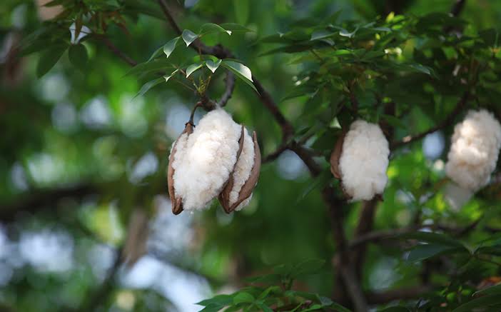 Quy Trình Trồng Cây Bông Chi Tiết Đạt Năng Suất Cao 