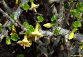 Image result for Coddia rudis