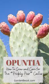 My cactus is growing very thin. Guide To Opuntia How To Grow And Care For The Prickly Pear Cactus Prickly Pear Cactus Prickly Pear Cactus Care
