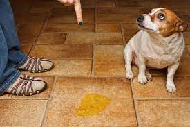 Er bekommt dies nun seit heute morgen, gestern hab ich ihn nüchtern gelassen, damit der. Wie Bekomme Ich Meinen Hund Stubenrein Hunde