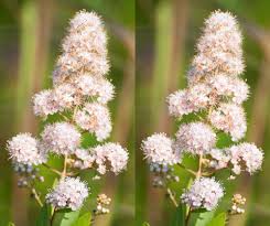 Image result for Asclepias graminifolia