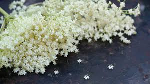 Did you know that elderflowers are both edible and medicinal? How To Make Delicious Elderflower Cordial