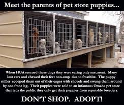 2336 s 156th cir·68130 omaha. 10 Let S Put An End To Puppy Mills Ideas Puppy Mills Puppies Stop Animal Cruelty