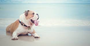 Book Your Perfect Usa Vacation Rental With Http Www Mbpfr Com North Myrtle Beach Vacation Rentals Pet Friendly Vacation Rentals North Myrtle Beach Vacation