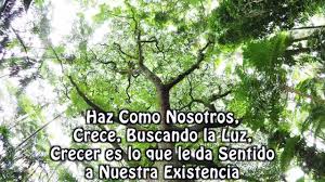Powtoon is a free tool that allows… El Arbol Hablo Ensenanzas De Chamalu Arbol Frases Dia Del Arbol Reflexion Del Dia