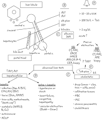 Image result for Liver Function Test Abnormality