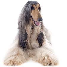 Check spelling or type a new query. I Pet Gr Oles Oi Aggelies Afghan Hound Afganiko Lagwniko