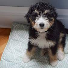 Bernedoodle Puppy 13 Weeks Half Bernese Mountain Dog Half Standard Poodle Bernedoodle Puppies Pets